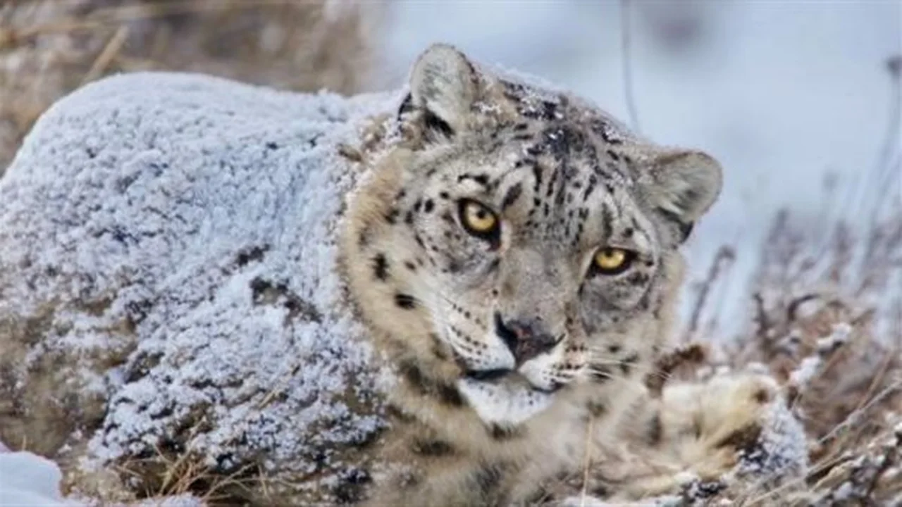 تحذير للسياح.. كيف تسببت هواية تصوير نمر الثلوج في كارثة غير متوقعة؟